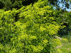 Pastinaca sativa ssp sylvestris